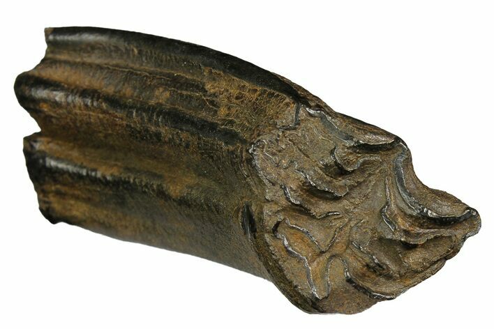 Pleistocene Aged Fossil Horse Tooth - South Carolina #178852